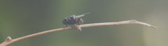 Diptera