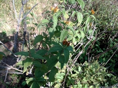 Lasianthaea ceanothifolia