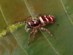 Salticus scenicus