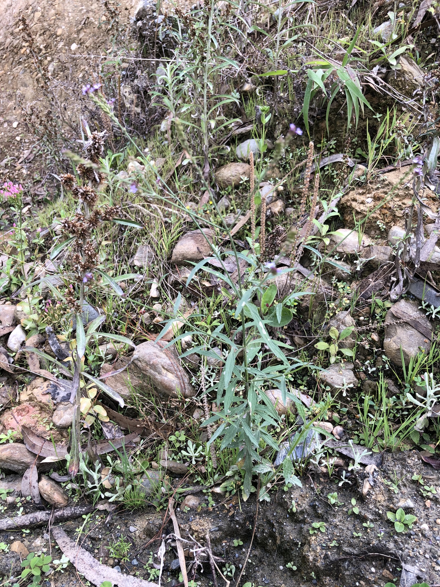 Verbena litoralis image