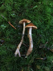 Cortinarius obtusus