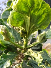 Magnoliopsida