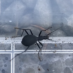 Scaphinotus angusticollis