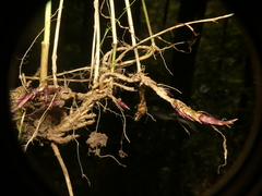 Muhlenbergia sylvatica