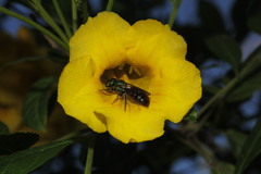 Ceratina eximia