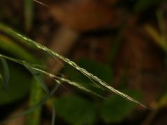 Muhlenbergia sylvatica