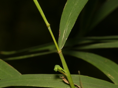 Muhlenbergia sylvatica