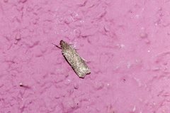 Dichomeris ligulella