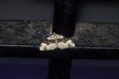 Epirrhoe galiata