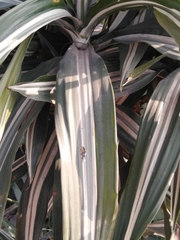 Angiospermae