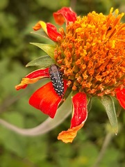 Acmaeodera haemorrhoa