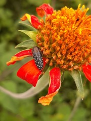 Acmaeodera haemorrhoa