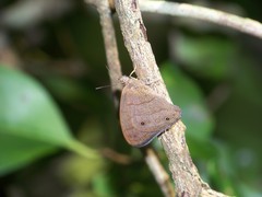 Hermeuptychia atalanta