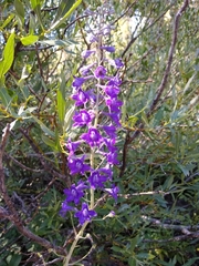 Delphinium polycladon