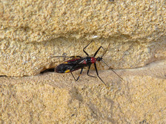 Graptocleptes bicolor