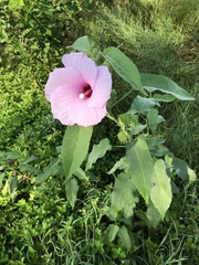 Hibiscus striatus lambertianus