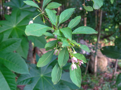 Vassobia breviflora