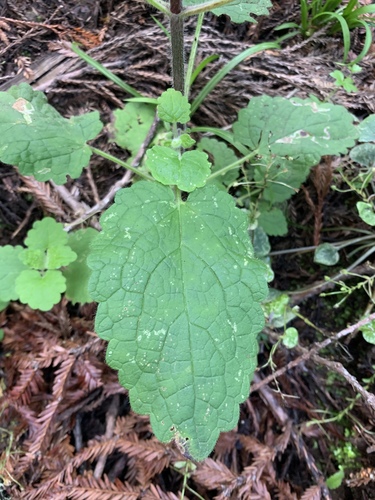 Rough Hedgenettle foliage