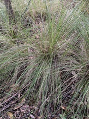 Poa sieberiana