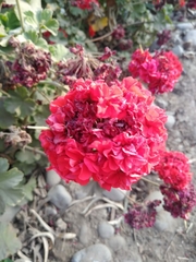 Pelargonium