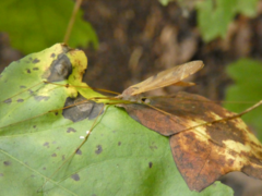 Tipula ultima
