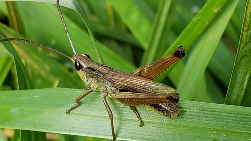 Marsh meadow grasshopper photo 4