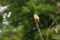 Falco cenchroides cenchroides