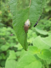 Nestinus bimaculatus