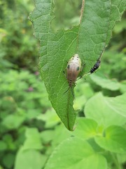 Nestinus bimaculatus