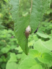 Nestinus bimaculatus