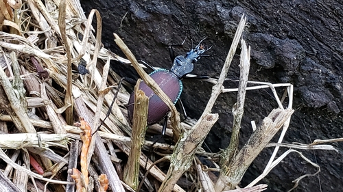 Narrow-collared Snail-eating Beetle photo 5