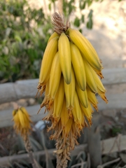 Asparagales