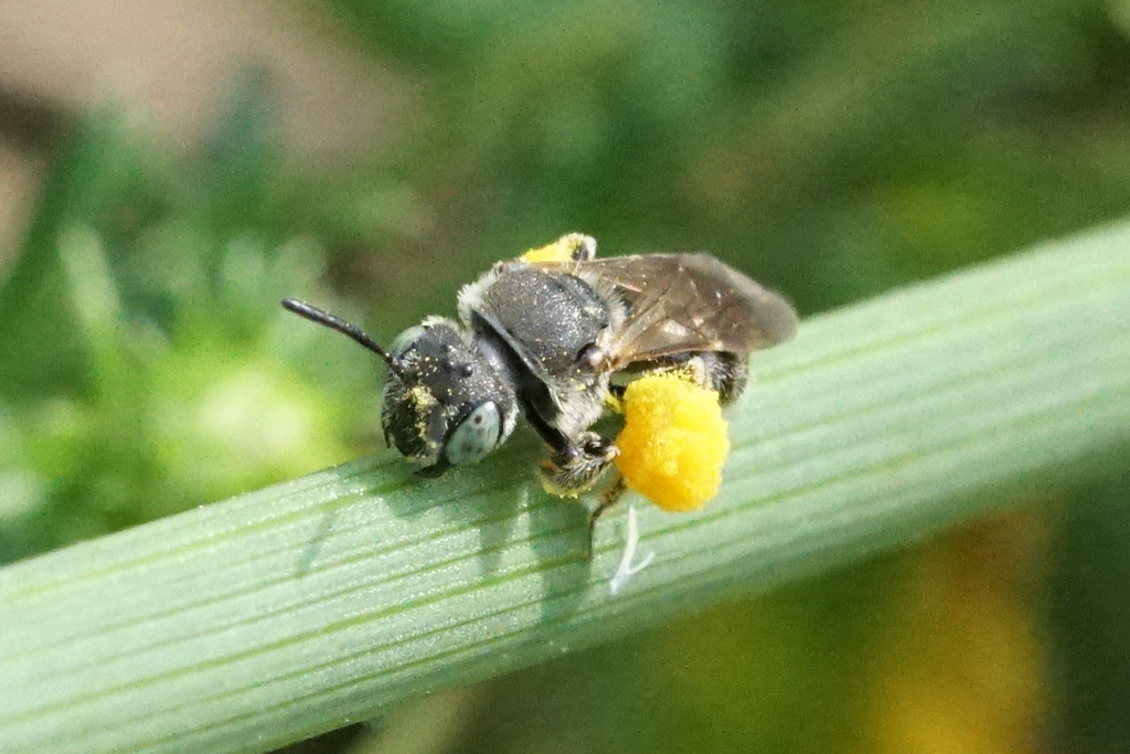 Pseudopanurgus compositarum