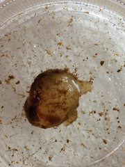 Molgula manhattensis