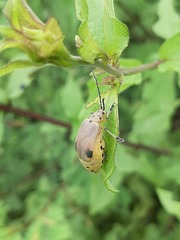 Nestinus bimaculatus