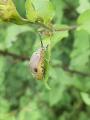 Nestinus bimaculatus