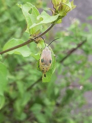 Nestinus bimaculatus
