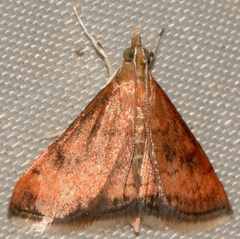 Pyrausta rubricalis