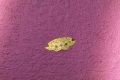 Periclina apricaria