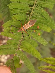 Zelus grassans