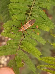 Zelus grassans