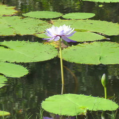 Nymphaea gigantea