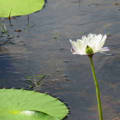 Nymphaea gigantea