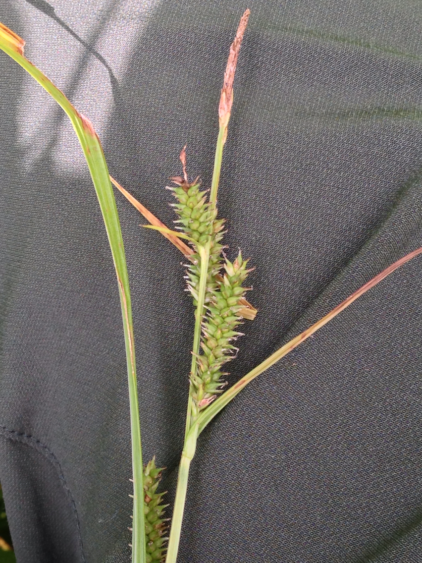 Carex scabrata