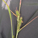 Carex scabrata - Photo (c) Jesse Lincoln, algunos derechos reservados (CC BY-NC), uploaded by Jesse Lincoln