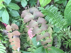 Adiantum macrophyllum