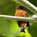 Chestnut-breasted Cuckoo - Photo (c) markus lilje, some rights reserved (CC BY-NC-ND), uploaded by markus lilje