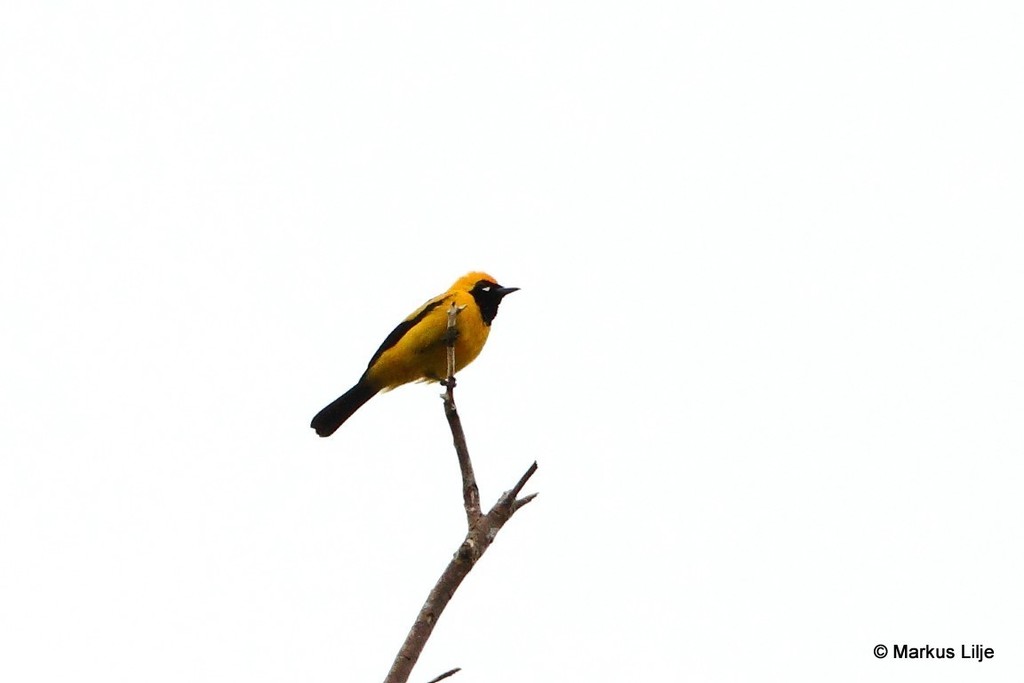 White-eared and Golden Monarchs