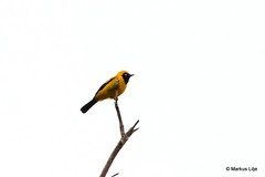 Carterornis chrysomela