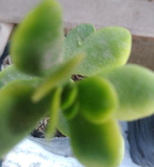 Crassulaceae